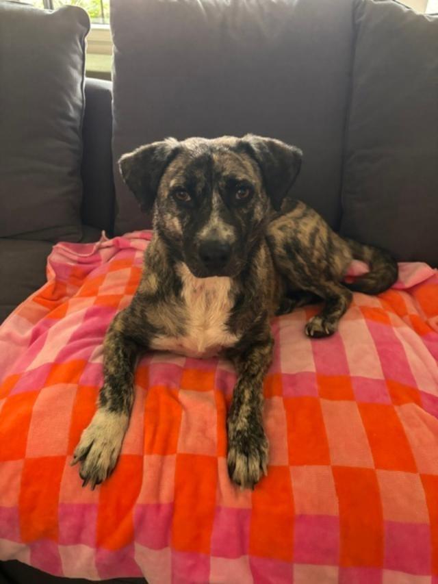 Poppy, a Adoptable mixed breed in San Ysidro, CA image 3/6