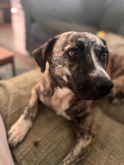 Poppy, a Adoptable mixed breed in San Ysidro, CA image 4/6