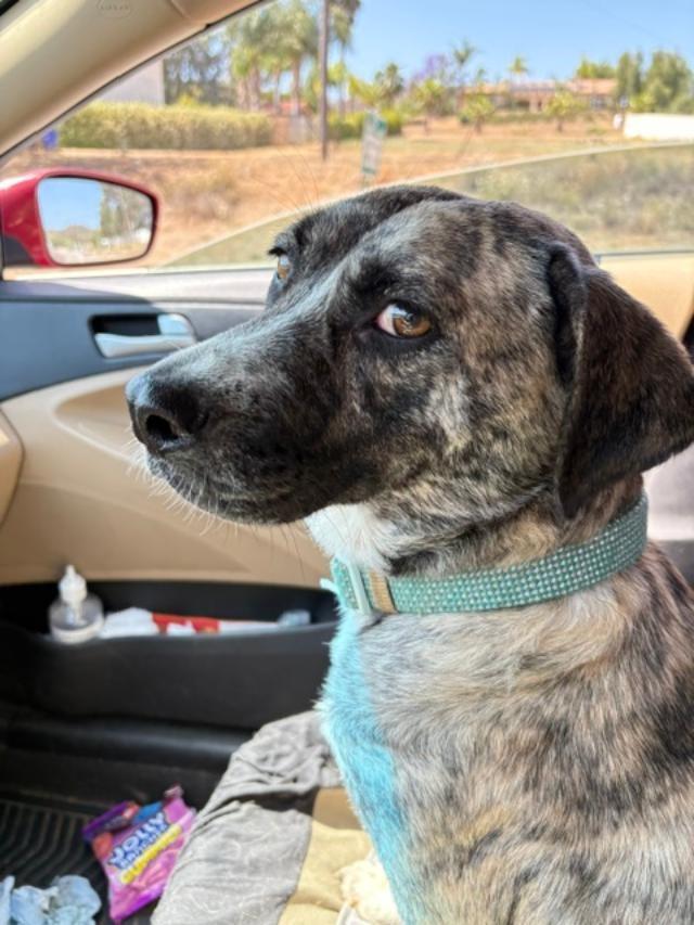 Poppy, a Adoptable mixed breed in San Ysidro, CA image 5/6