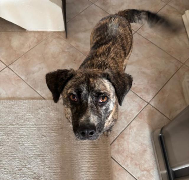 Poppy, a Adoptable mixed breed in San Ysidro, CA image 6/6