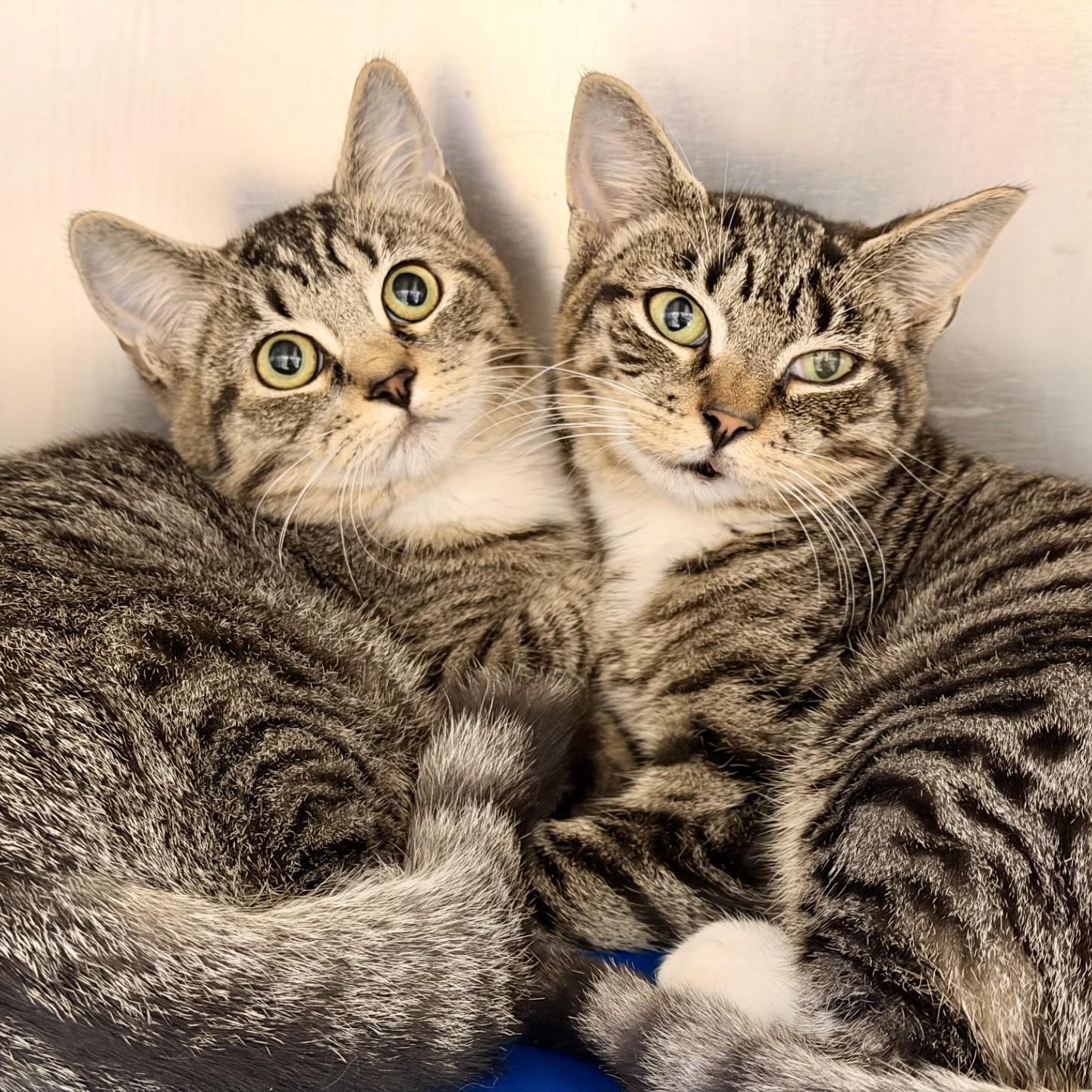 Gidget and Fidget, Adopted, Young Female Domestic Short Hair.