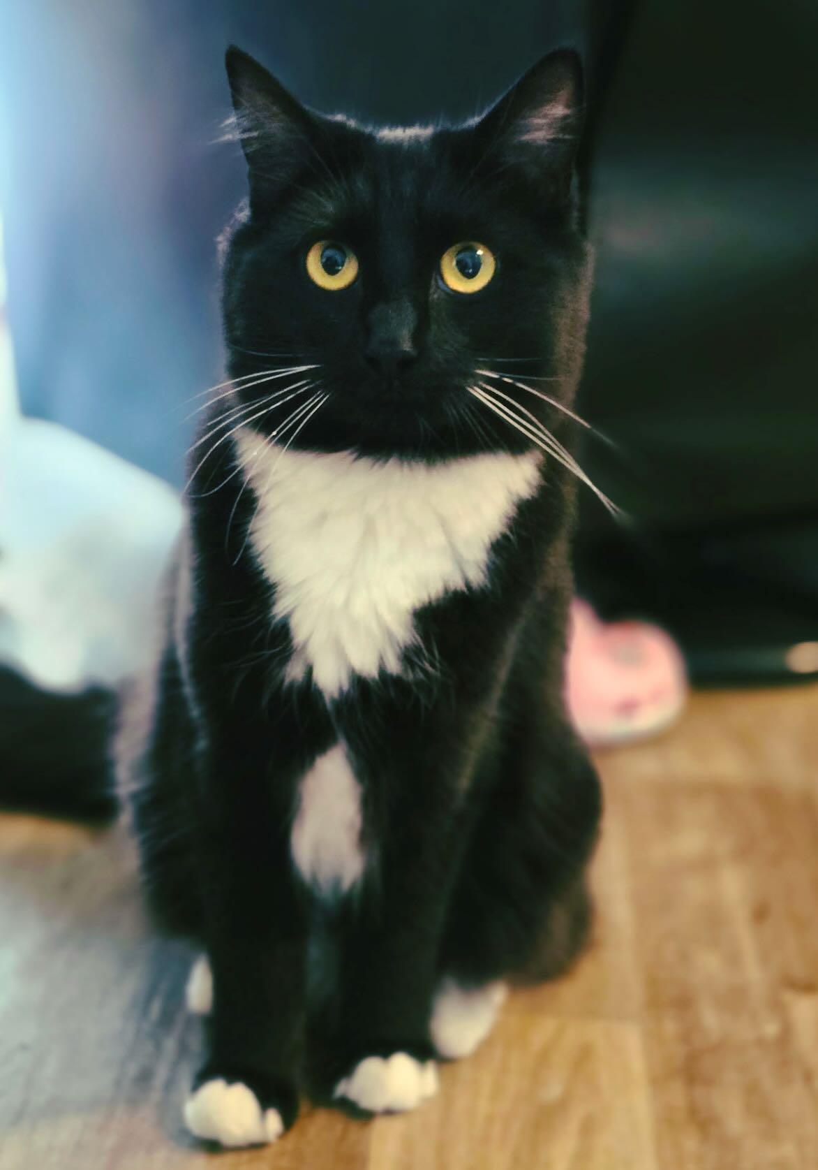 Enlarge Sarah, a Adoptable Tuxedo in Hood River, OR image 1/2