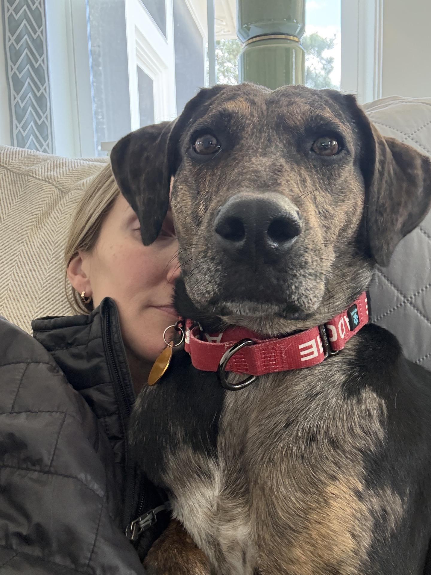 Enlarge Faith, a ADOPTABLE mixed breed in Charleston, SC image 3/6