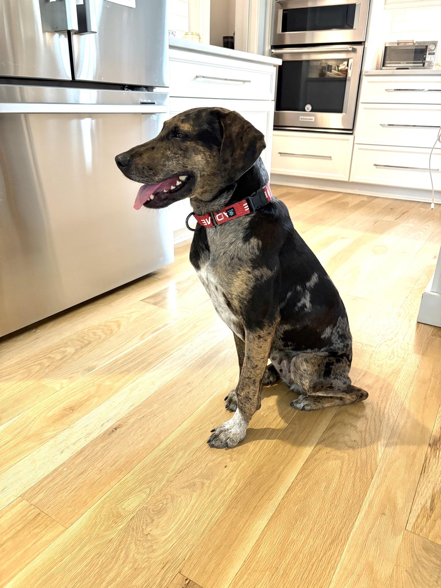 Enlarge Faith, a ADOPTABLE mixed breed in Charleston, SC image 4/6