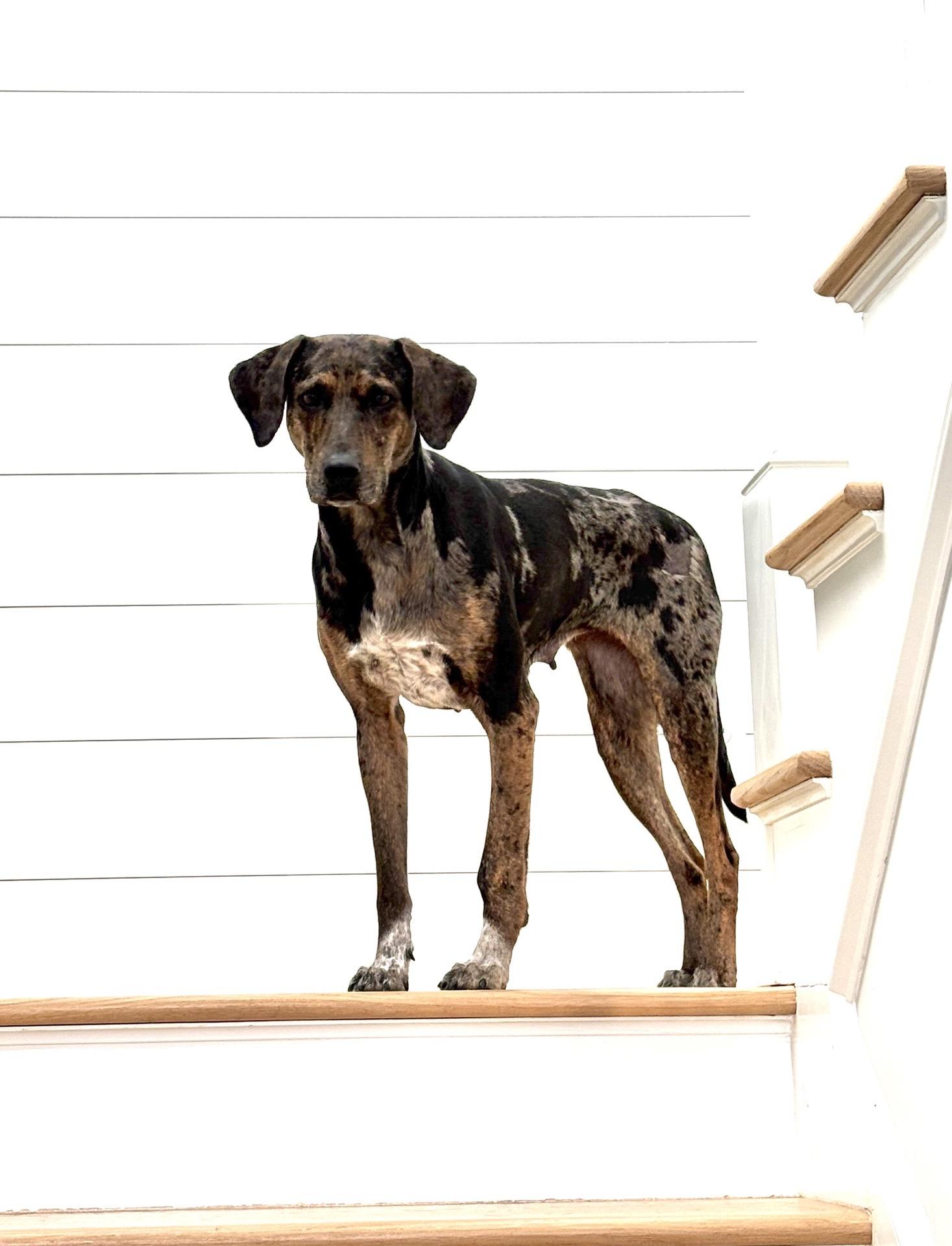 Enlarge Faith, a ADOPTABLE mixed breed in Charleston, SC image 6/6