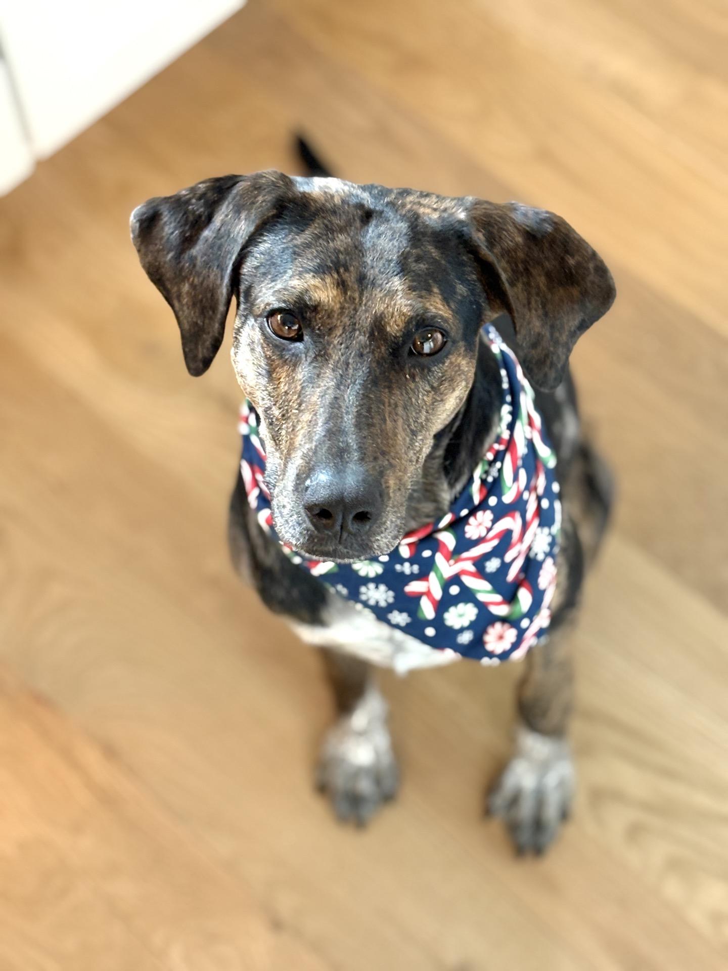 Enlarge Faith, a ADOPTABLE mixed breed in Charleston, SC image 2/6