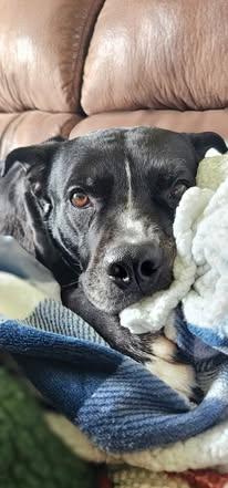 Boss, an adoptable Labrador Retriever, American Bully in Watertown, WI, 53094 | Photo Image 1