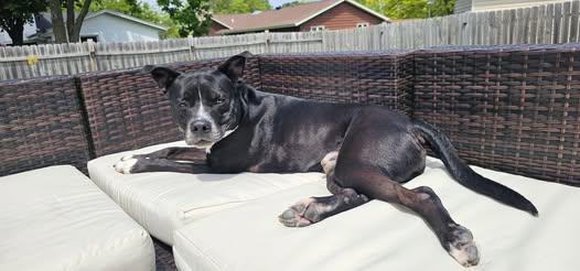 Boss, an adoptable Labrador Retriever, American Bully in Watertown, WI, 53094 | Photo Image 3