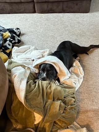 Boss, an adoptable Labrador Retriever, American Bully in Watertown, WI, 53094 | Photo Image 6