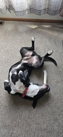 Boss, an adoptable Labrador Retriever, American Bully in Watertown, WI, 53094 | Photo Image 2