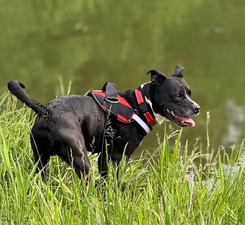 Boss, an adoptable Labrador Retriever, American Bully in Watertown, WI, 53094 | Photo Image 5