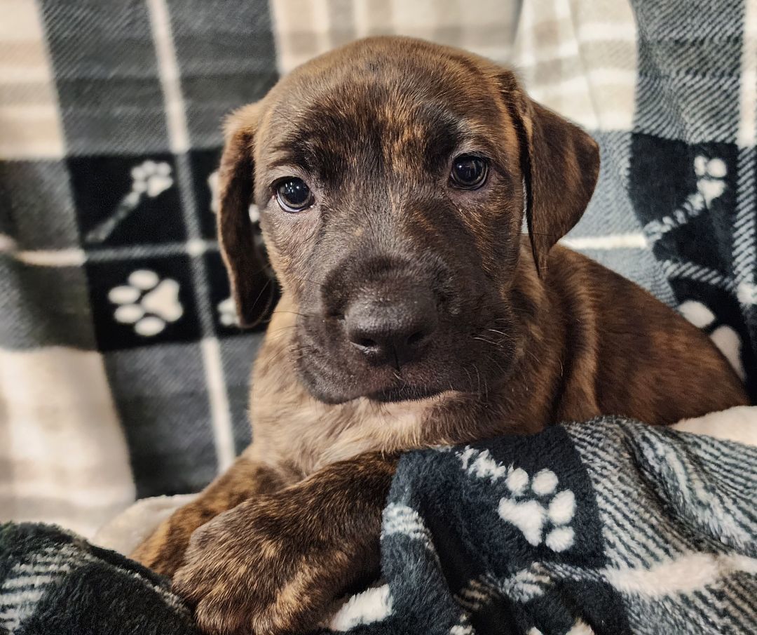 Harper, a Adopted mixed breed in Harrisburg, PA image 1/3