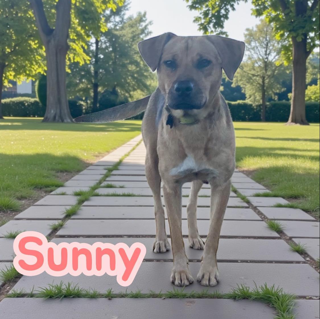 Sunny