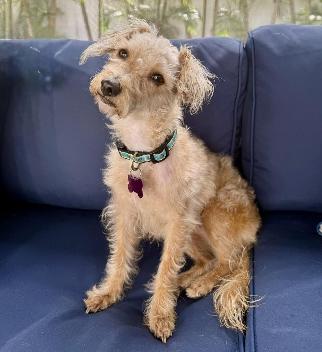 Pansy, adopted, Young Female Maltipoo.