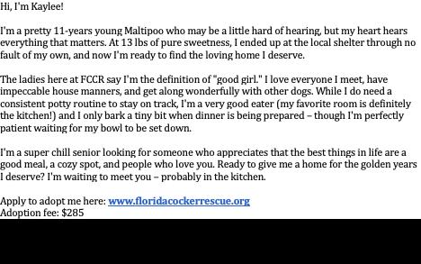 Enlarge Pansy, an adopted Maltipoo in Cape Coral, FL image 3/3