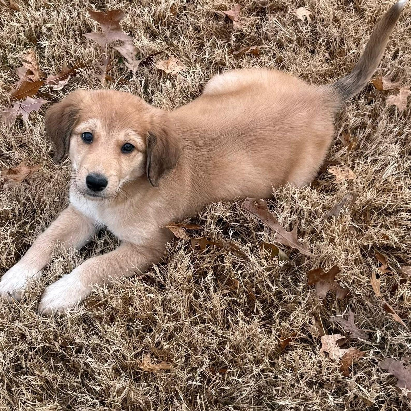 Blondie , ADOPTABLE, Puppy Male Australian Cattle Dog / Blue Heeler & Poodle.