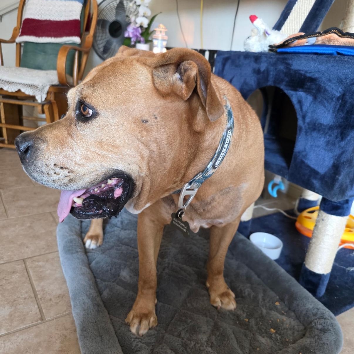 Dodger, a Adoptable mixed breed in Tarzana, CA image 5/6