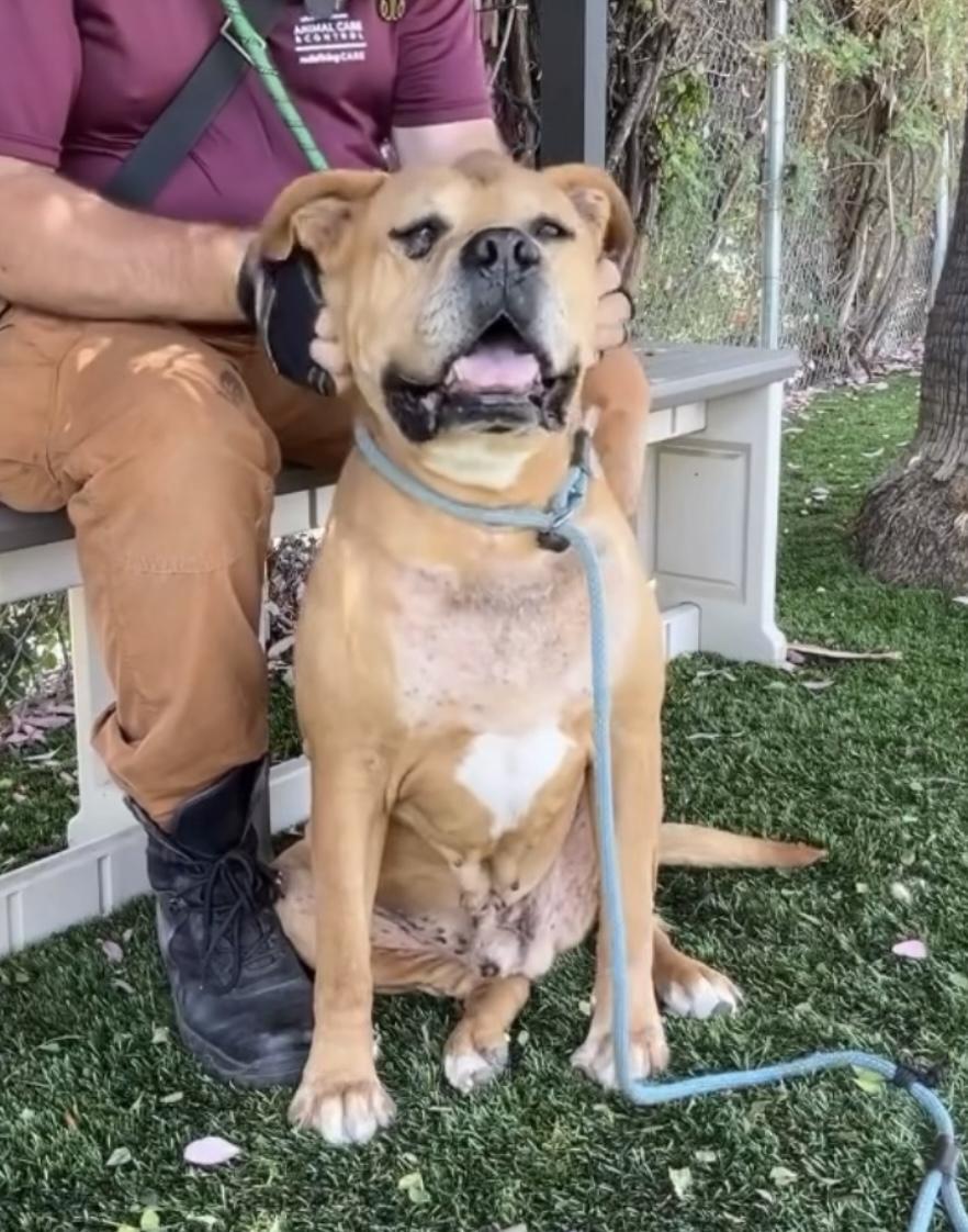 Dodger, a Adoptable mixed breed in Tarzana, CA image 3/6