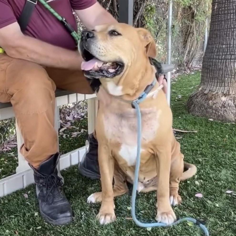 Dodger, a Adoptable mixed breed in Tarzana, CA image 6/6