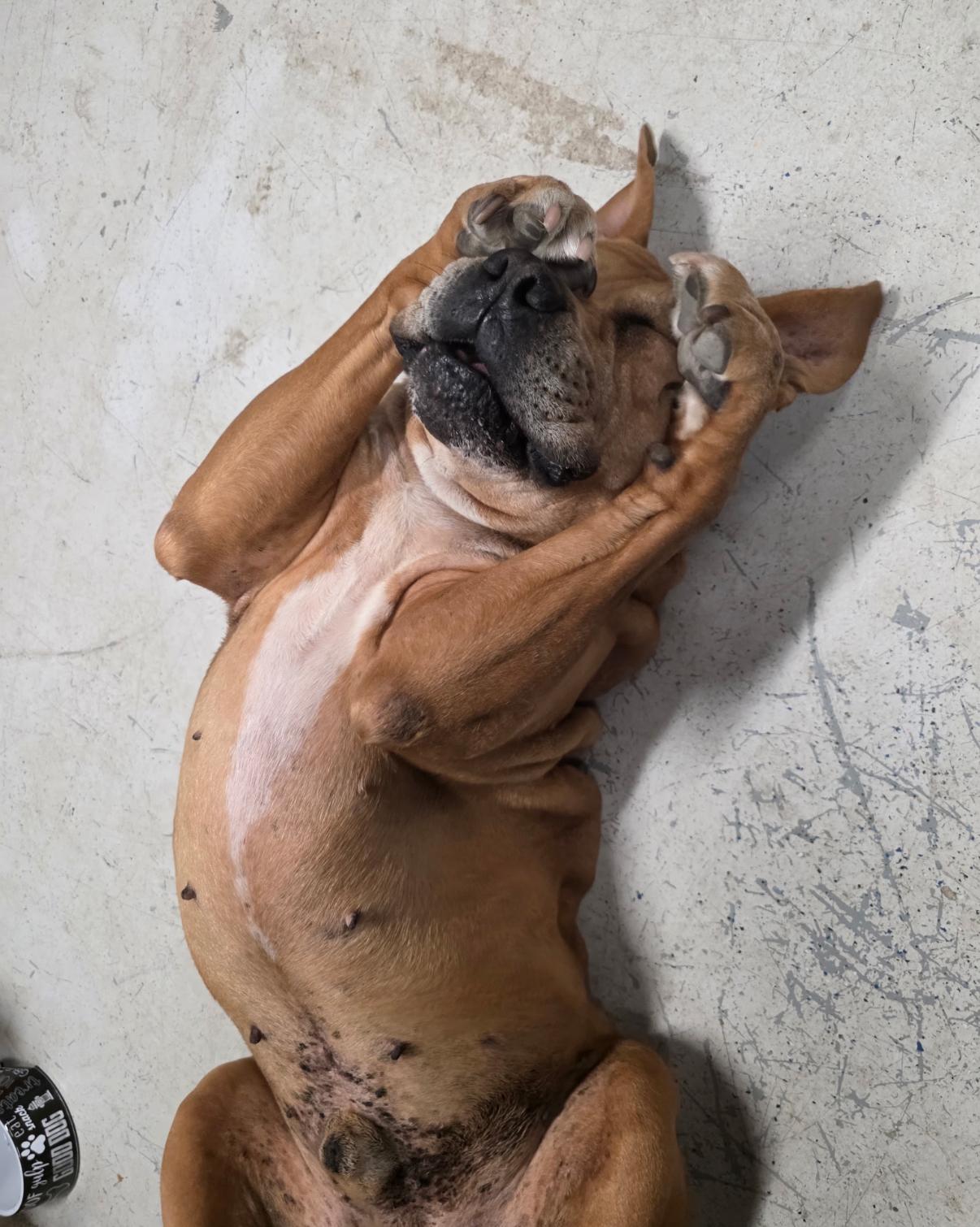 Dodger, Adoptable, Senior Male Mastiff.