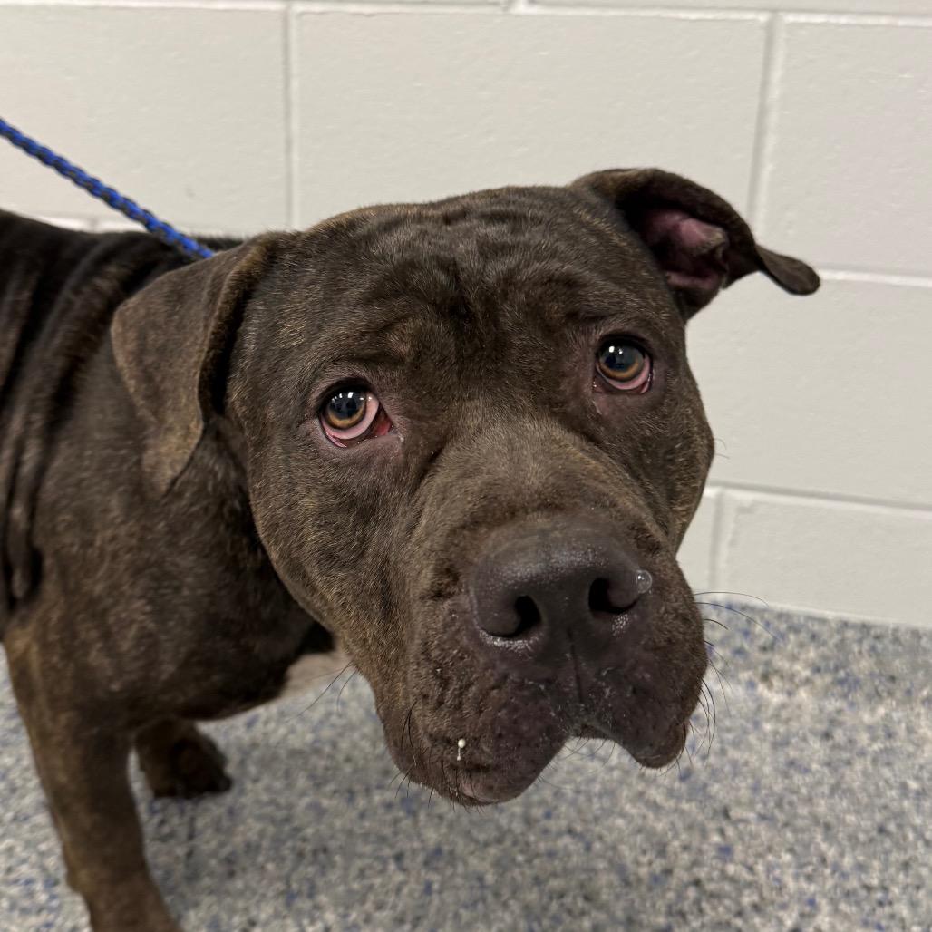 Saint, Adoptable, Young Male Mixed Breed & Mixed Breed.