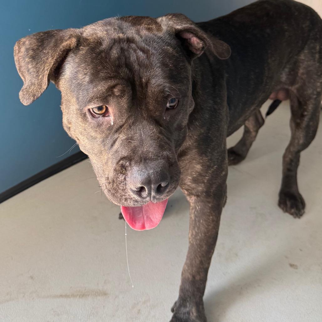 Saint, a Adoptable mixed breed in Greenville, SC image 3/4