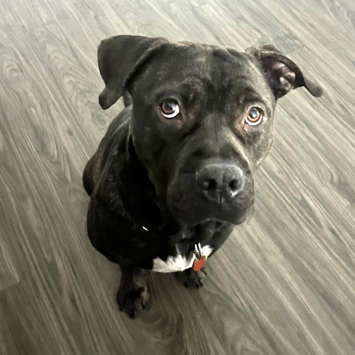 Saint, a Adoptable mixed breed in Greenville, SC image 4/4