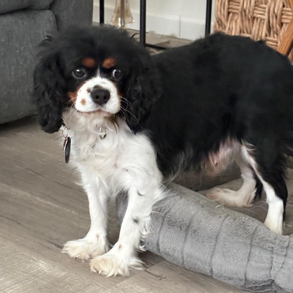 Mavie, Adoptable, Adult Female Cavalier King Charles Spaniel.