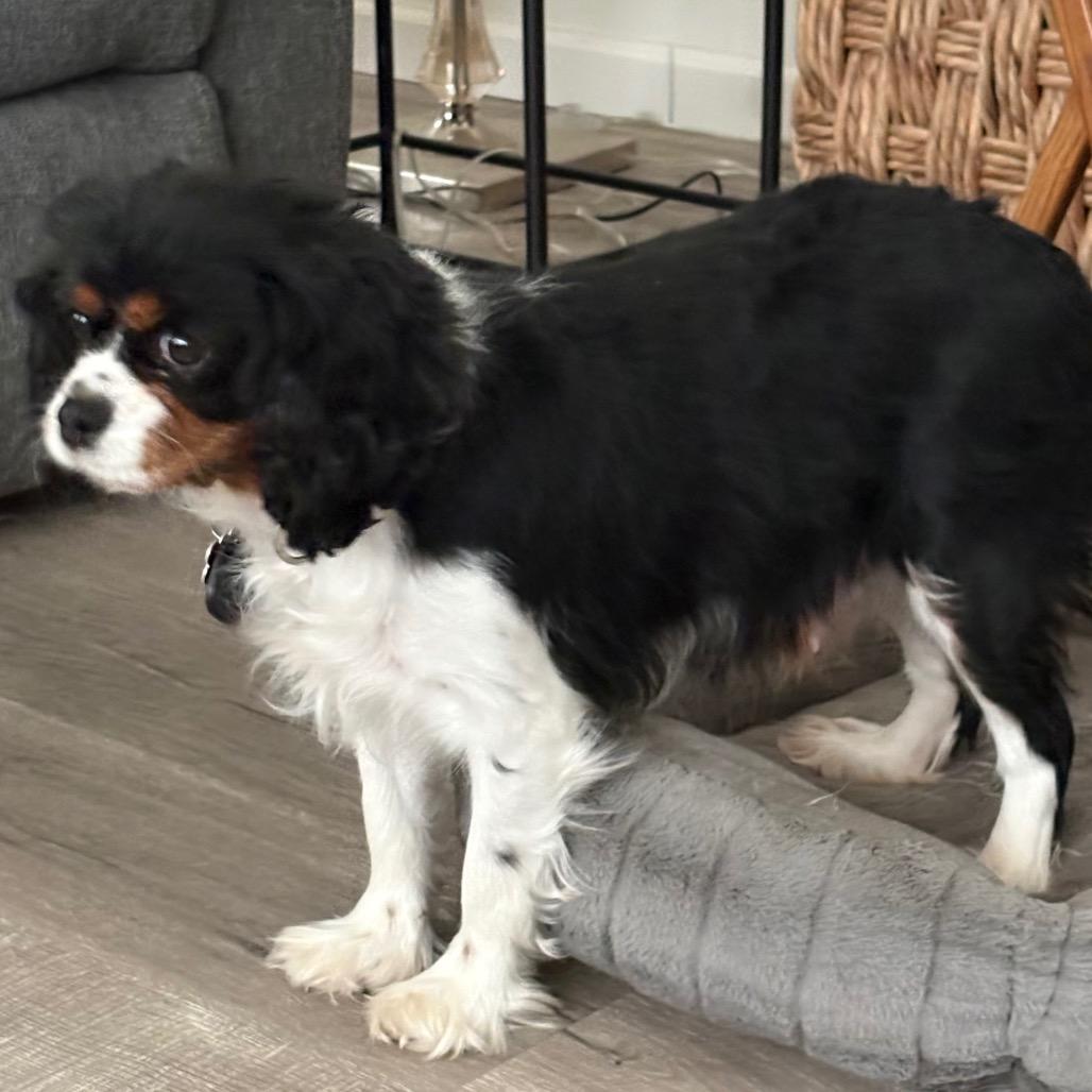 Enlarge Mavie, a Adoptable Cavalier King Charles Spaniel in Sinking Spring, PA image 2/3