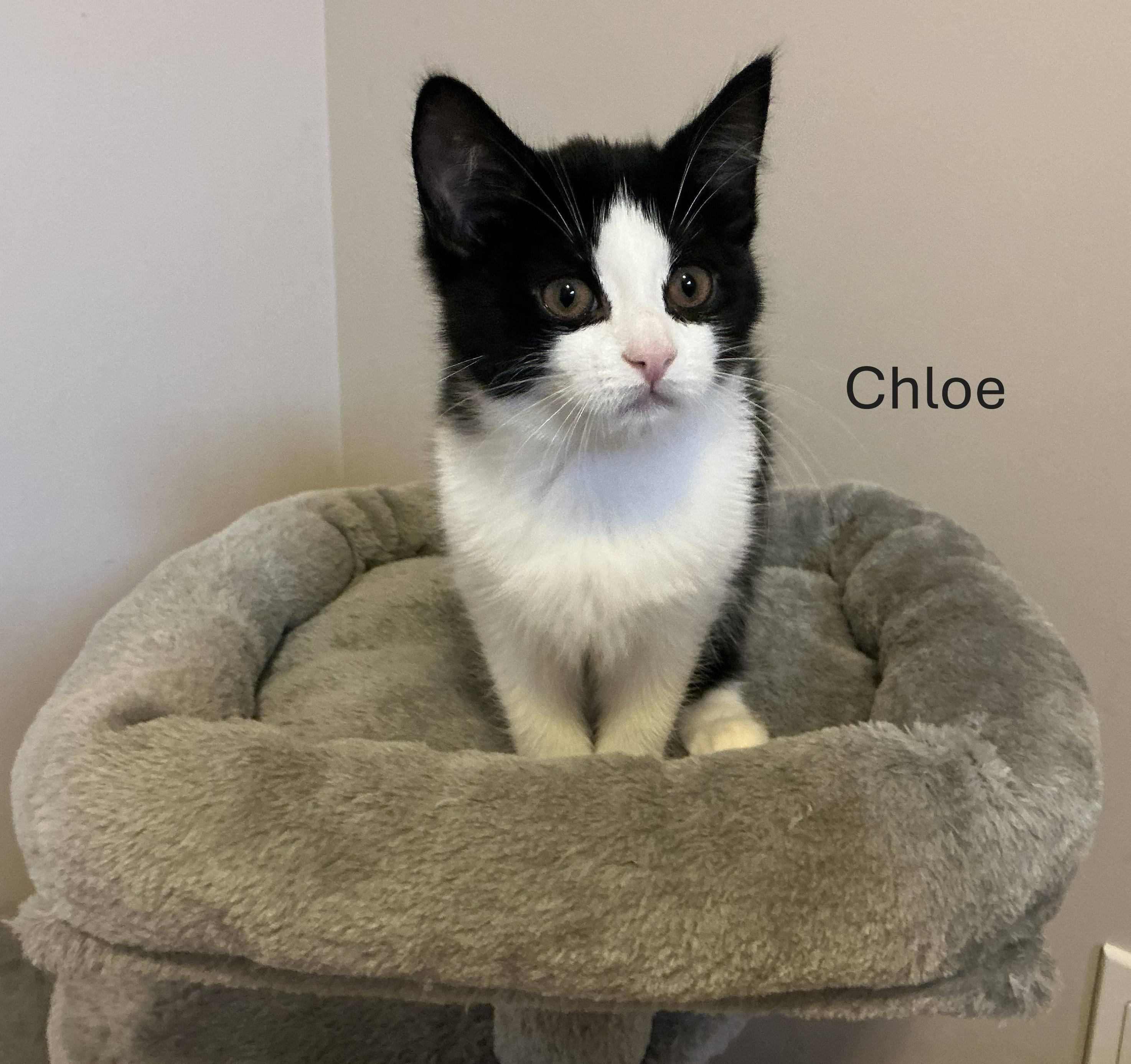 Chloe (w/ Callie), Adoptable, Kitten Female Domestic Medium Hair.