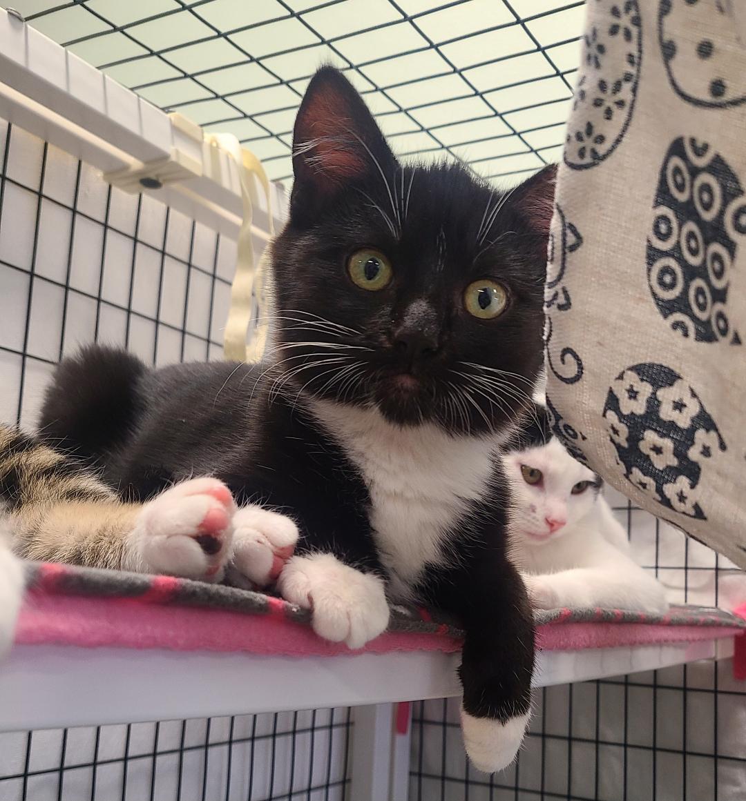 Martine & Ruben, adopted, Kitten Male Domestic Short Hair.