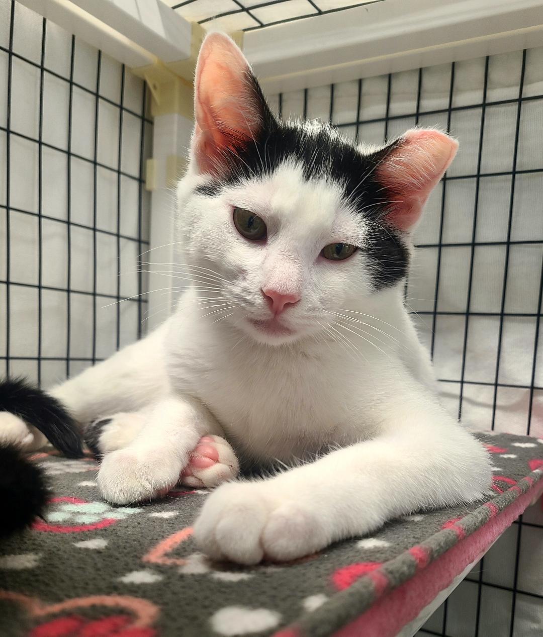 Martine & Ruben, an adopted Domestic Short Hair in Kirkland, WA image 2/2