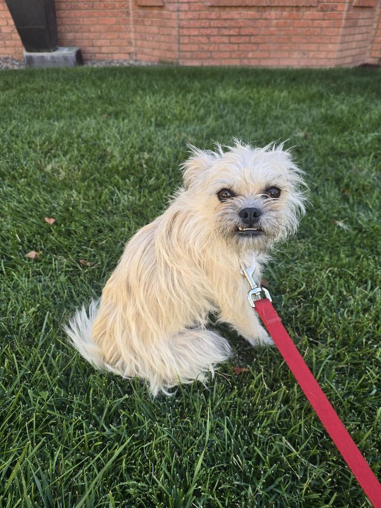 Enlarge Scruffy, a Adoptable mixed breed in Albuquerque, NM image 1/3