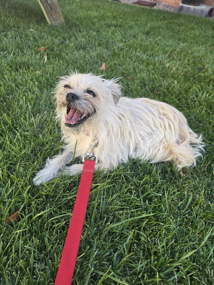 Scruffy, Adoptable, Adult Female Brussels Griffon.