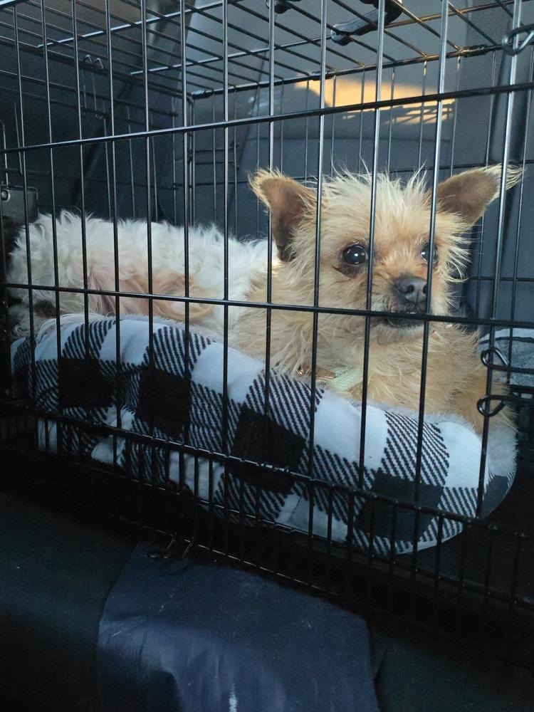 Piper, Adoptable, Adult Female Brussels Griffon & Chihuahua.