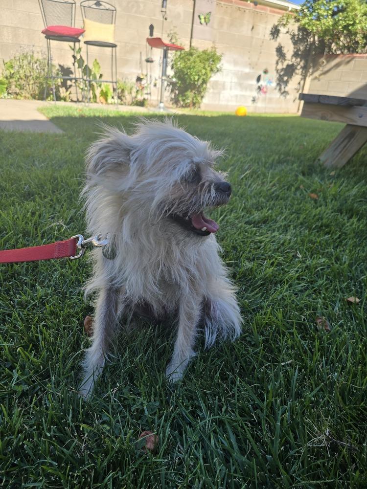Enlarge Scruffy, a Adoptable mixed breed in Albuquerque, NM image 3/3