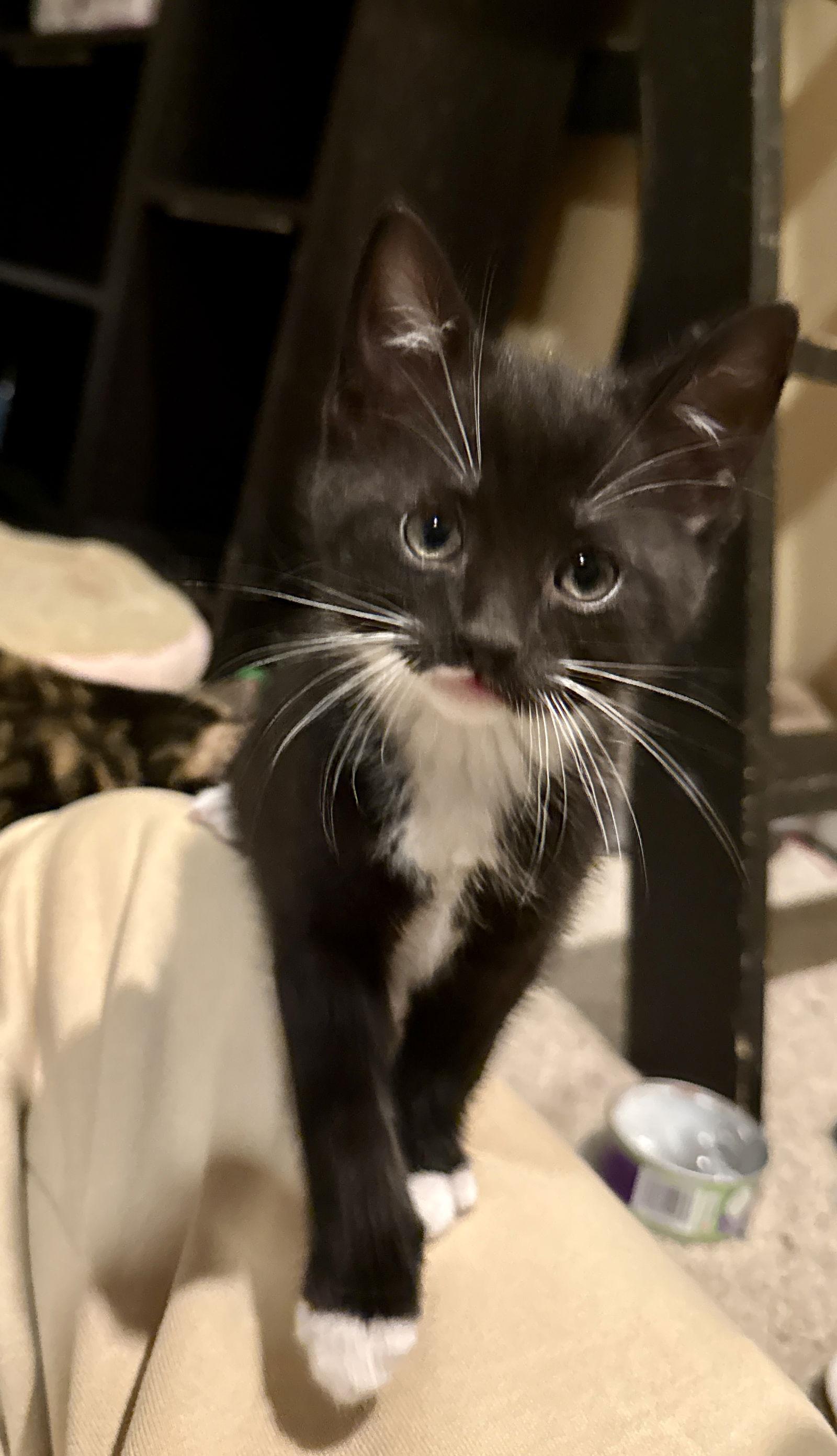 Raptor, Adopted, Kitten Male Domestic Short Hair.