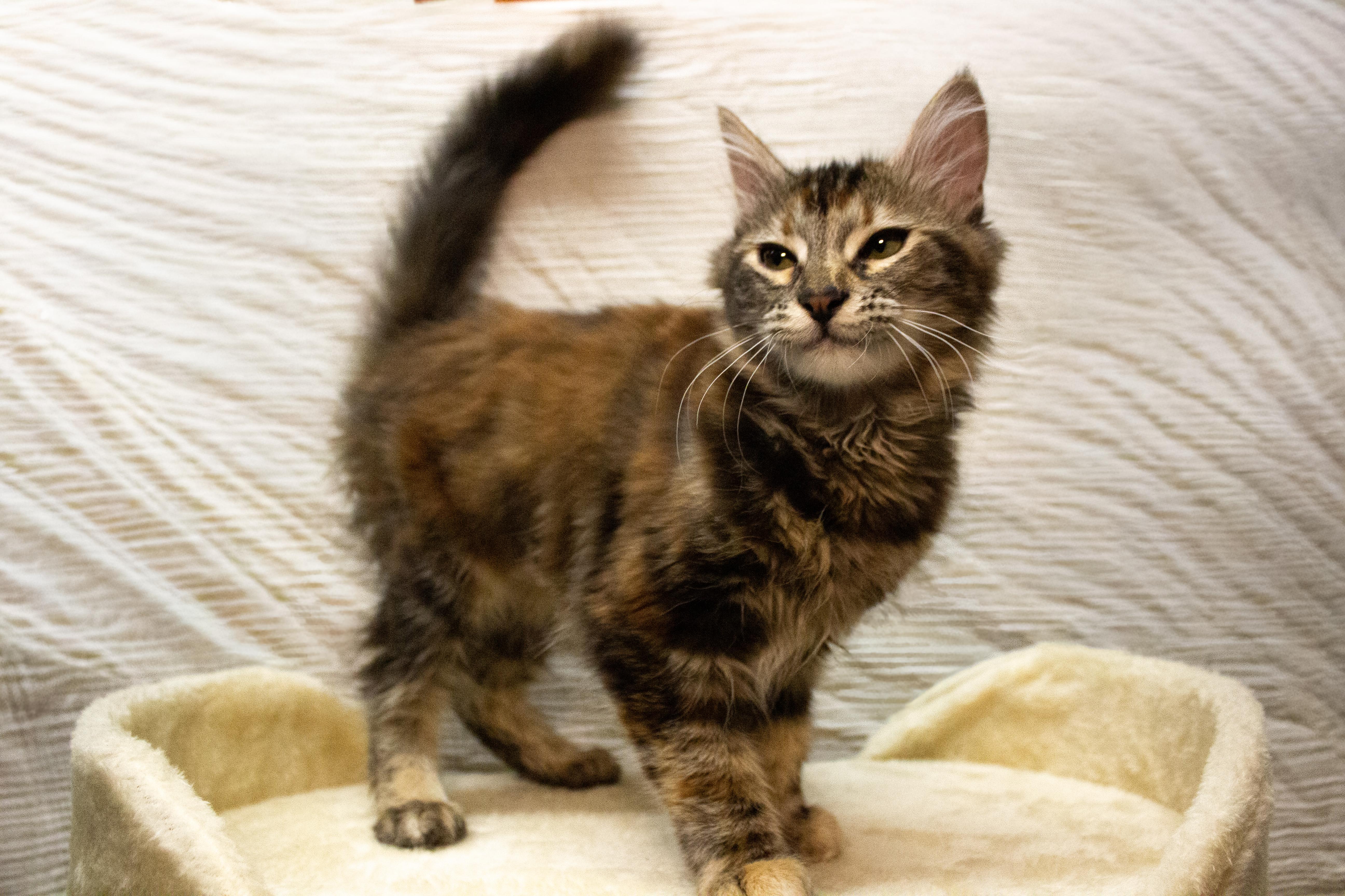 Brie, ADOPTABLE, Kitten Female Domestic Long Hair.