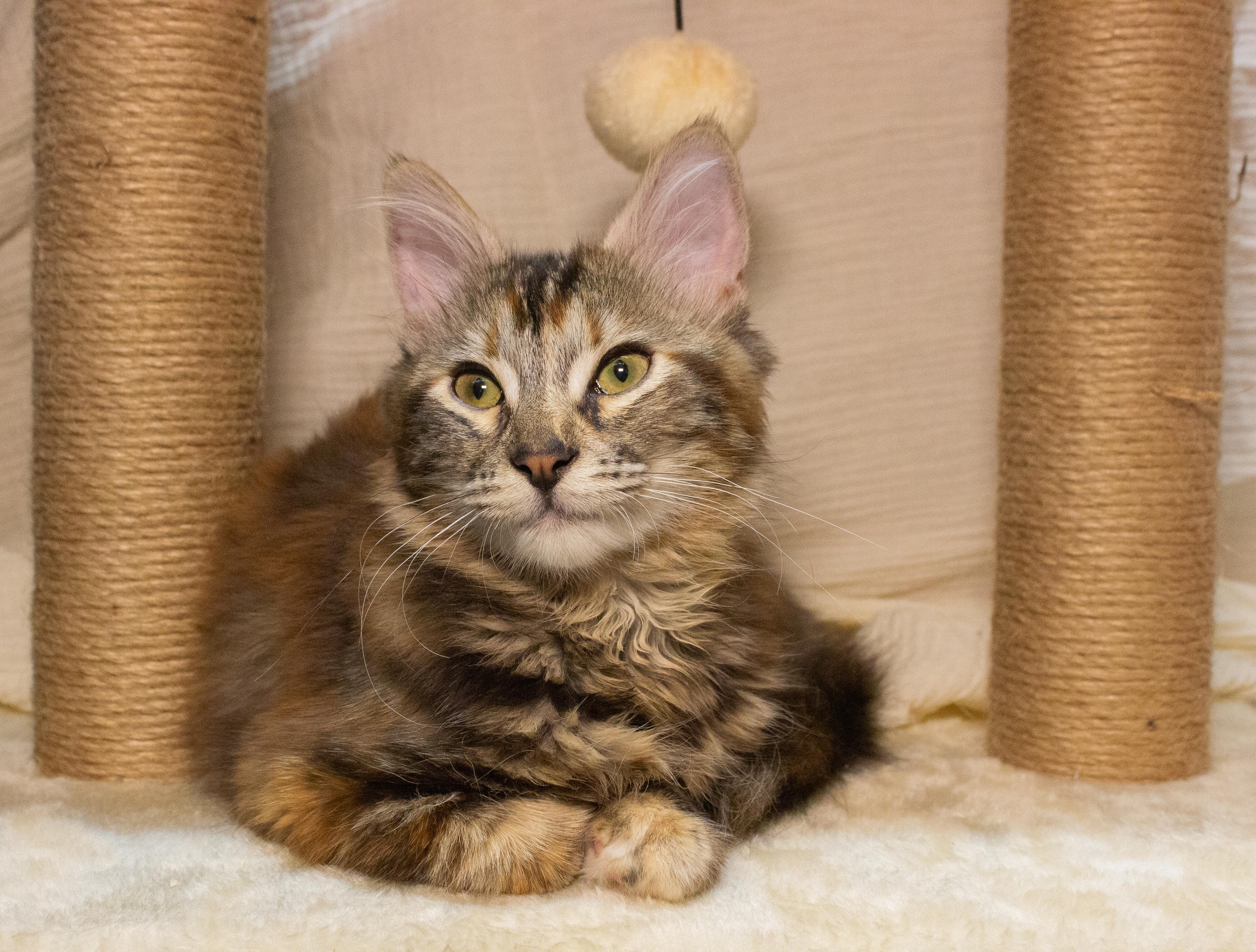 Brie, a ADOPTABLE Domestic Long Hair in City of Industry, CA image 2/2