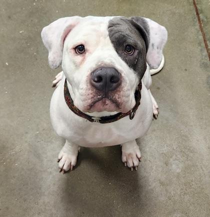 Dizzy (in Foster) — thumbnail 2