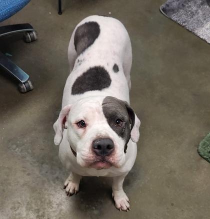 Dizzy (in Foster) — thumbnail 3