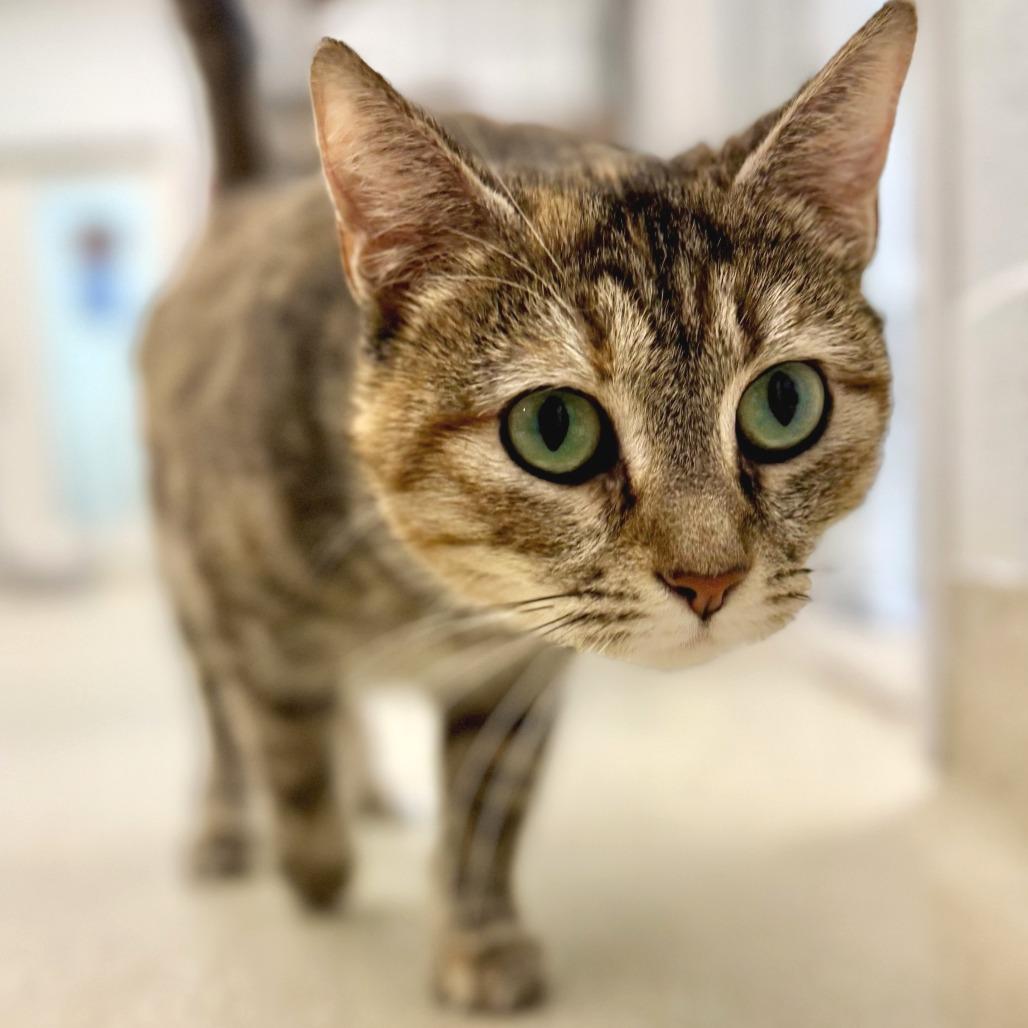 Enlarge Cristal, a Adoptable Domestic Short Hair in Marshall, VA image 2/5