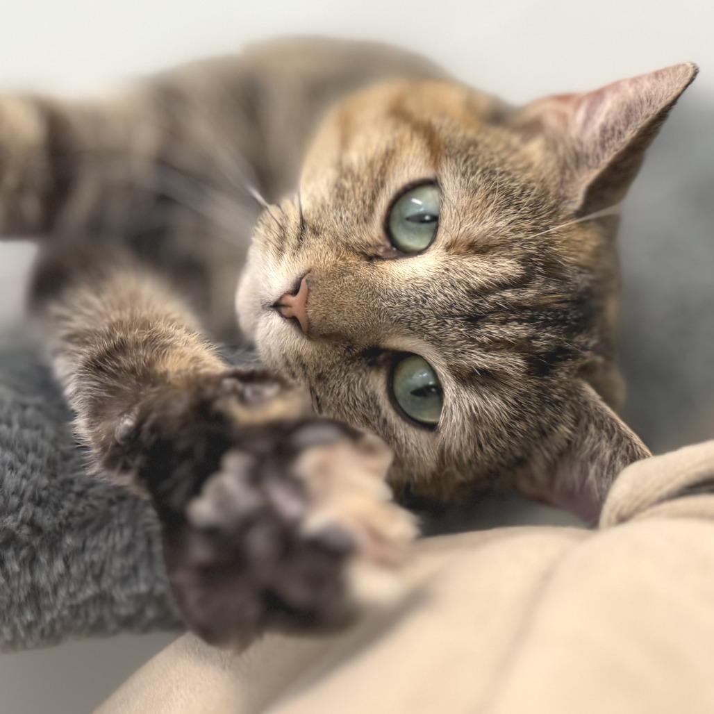 Enlarge Cristal, a Adoptable Domestic Short Hair in Marshall, VA image 3/5