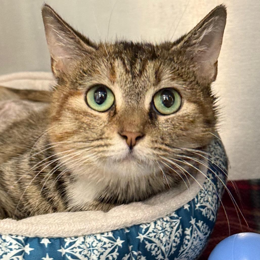 Enlarge Cristal, a Adoptable Domestic Short Hair in Marshall, VA image 4/5