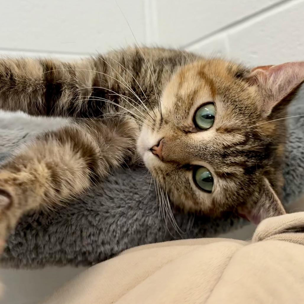 Enlarge Cristal, a Adoptable Domestic Short Hair in Marshall, VA image 5/5