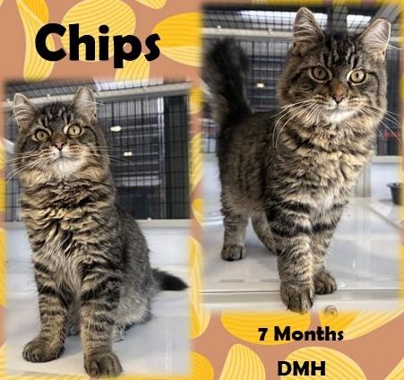 Chips, adopted, Young Male Domestic Medium Hair.