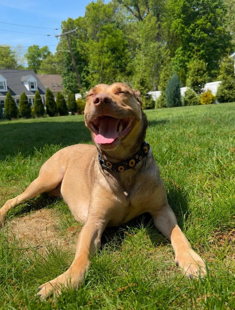 Hunney - LOCAL, Adoptable, Adult Female Shepherd.
