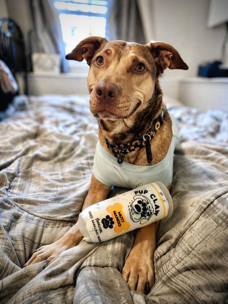 Hunney - LOCAL, a Adoptable mixed breed in Princeton, MA image 5/6