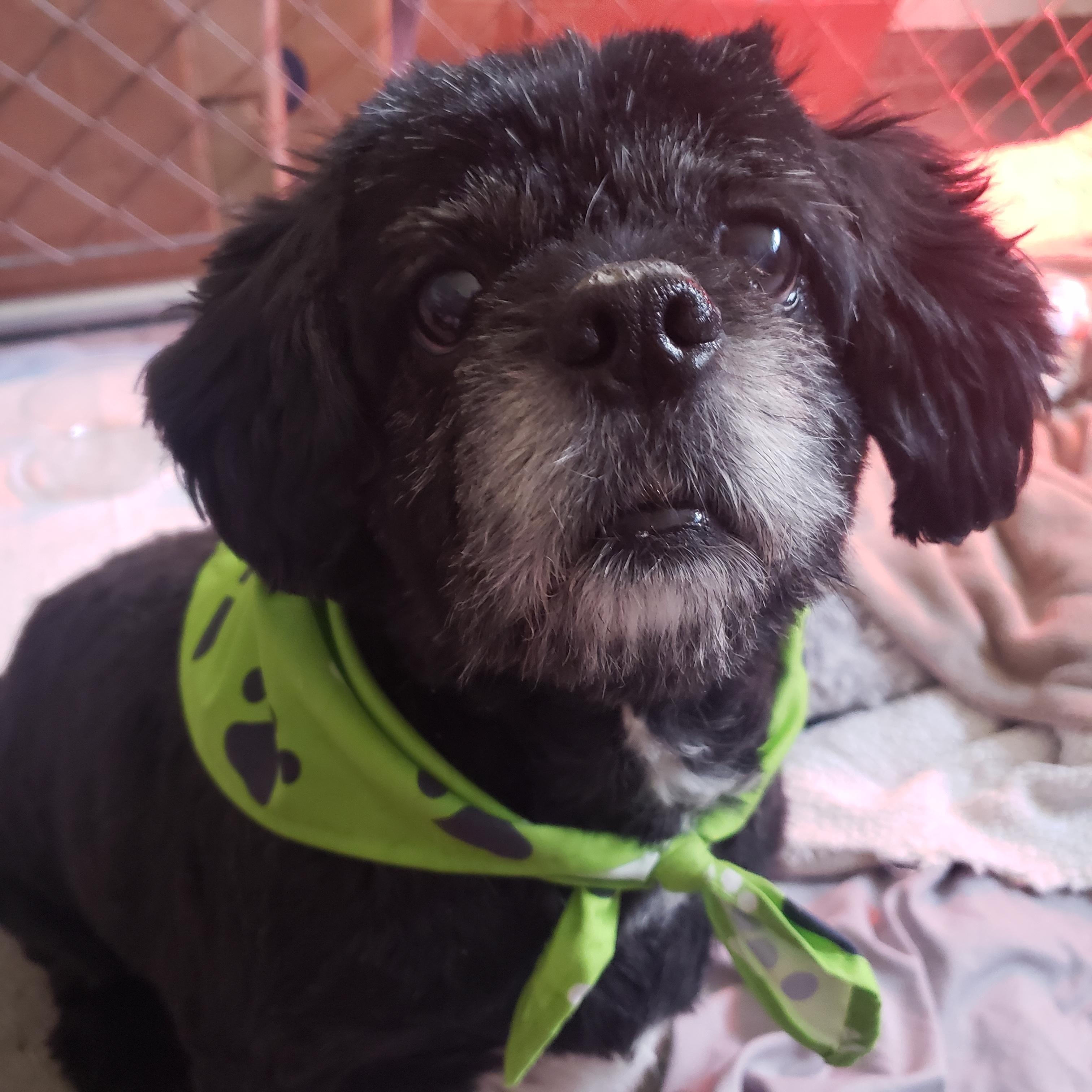 Boo, an adoptable Shih Tzu & Chihuahua Mix in Ephrata, WA_image-1
