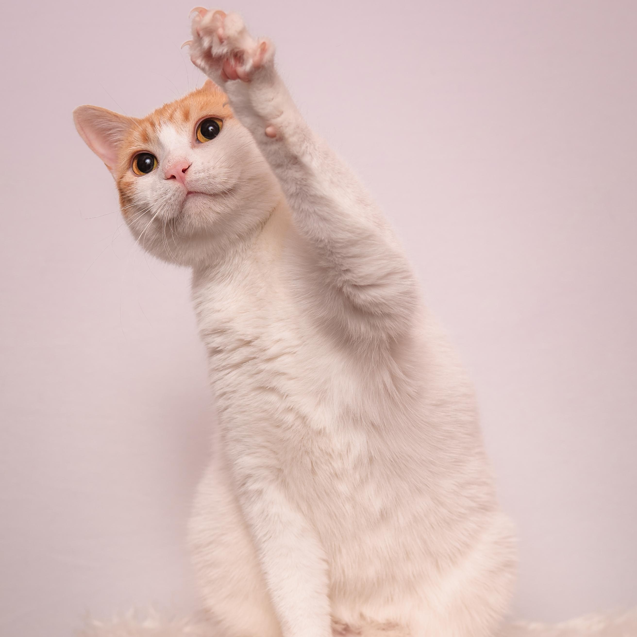 Aurora, an adoptable mixed breed in Houston, TX image 2/6